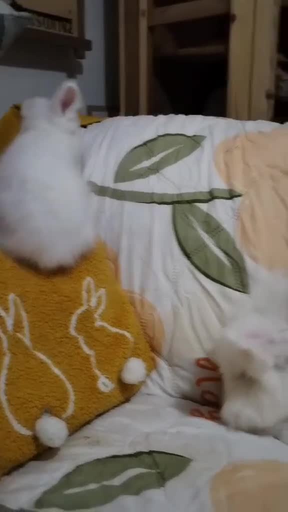 Lionhead rabbits for sale: Pure Breed Fluffy Double Mained LionHead Kits - Video 2