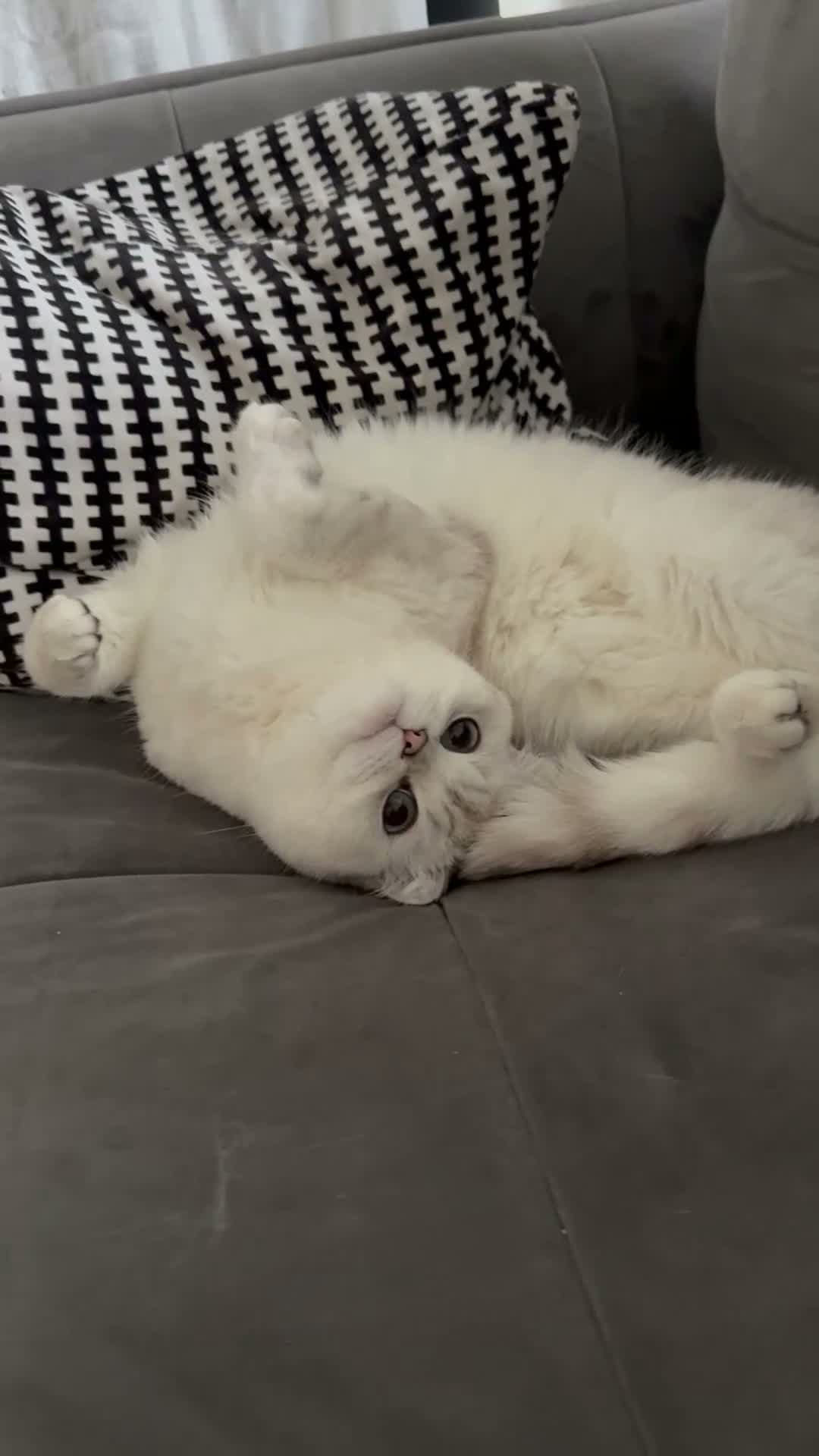Scottish Fold cats for sale: White Scottish female looking for loving home - Video 2