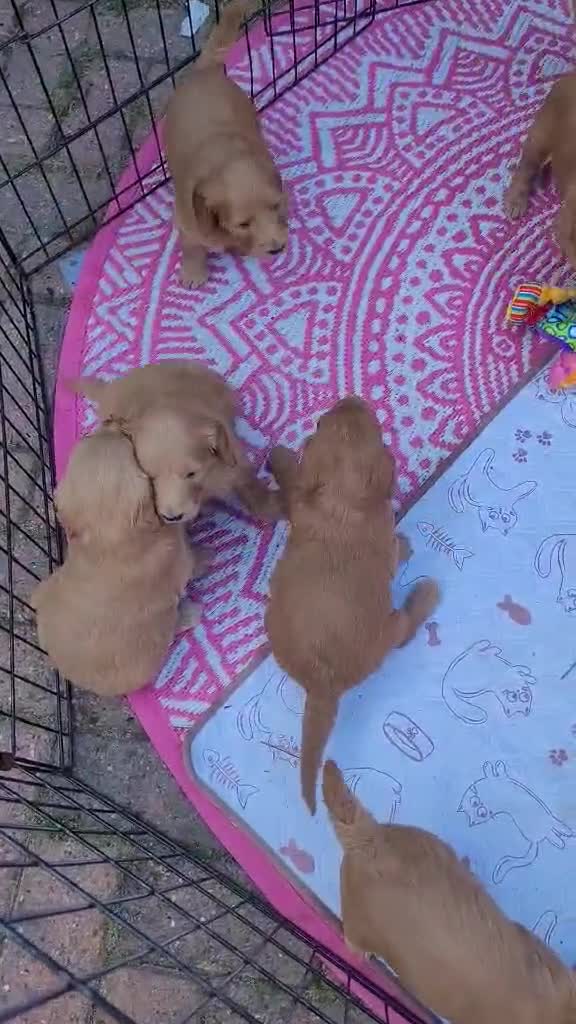 Goldendoodle dogs for sale: Goldendoodles ready in 1 weeks, Beautiful babies. - Video 1
