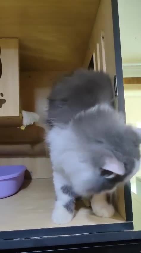 Mixed Breed cats for adoption: SILVER -EXTREMELY HANDSOME NEUTERED BOY - Video 4