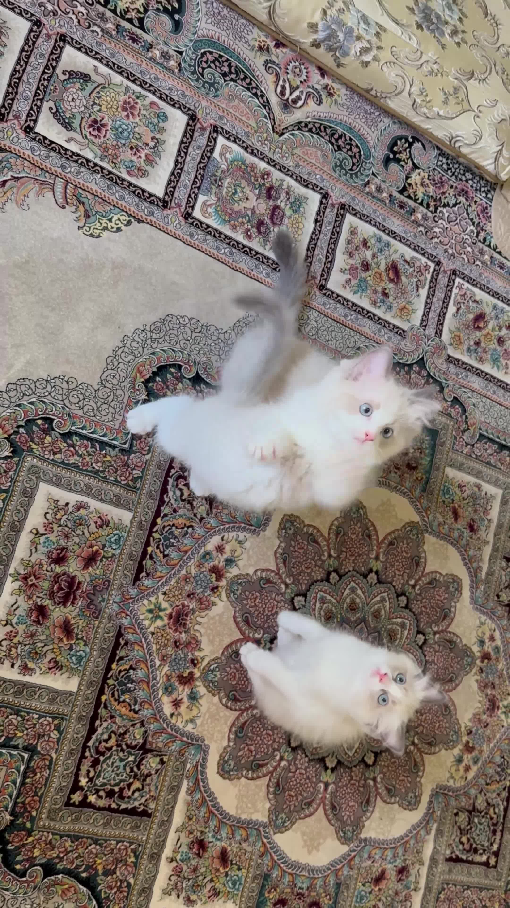 Ragdoll cats for sale: Beautiful fluffy ragdoll kittens - Video 2