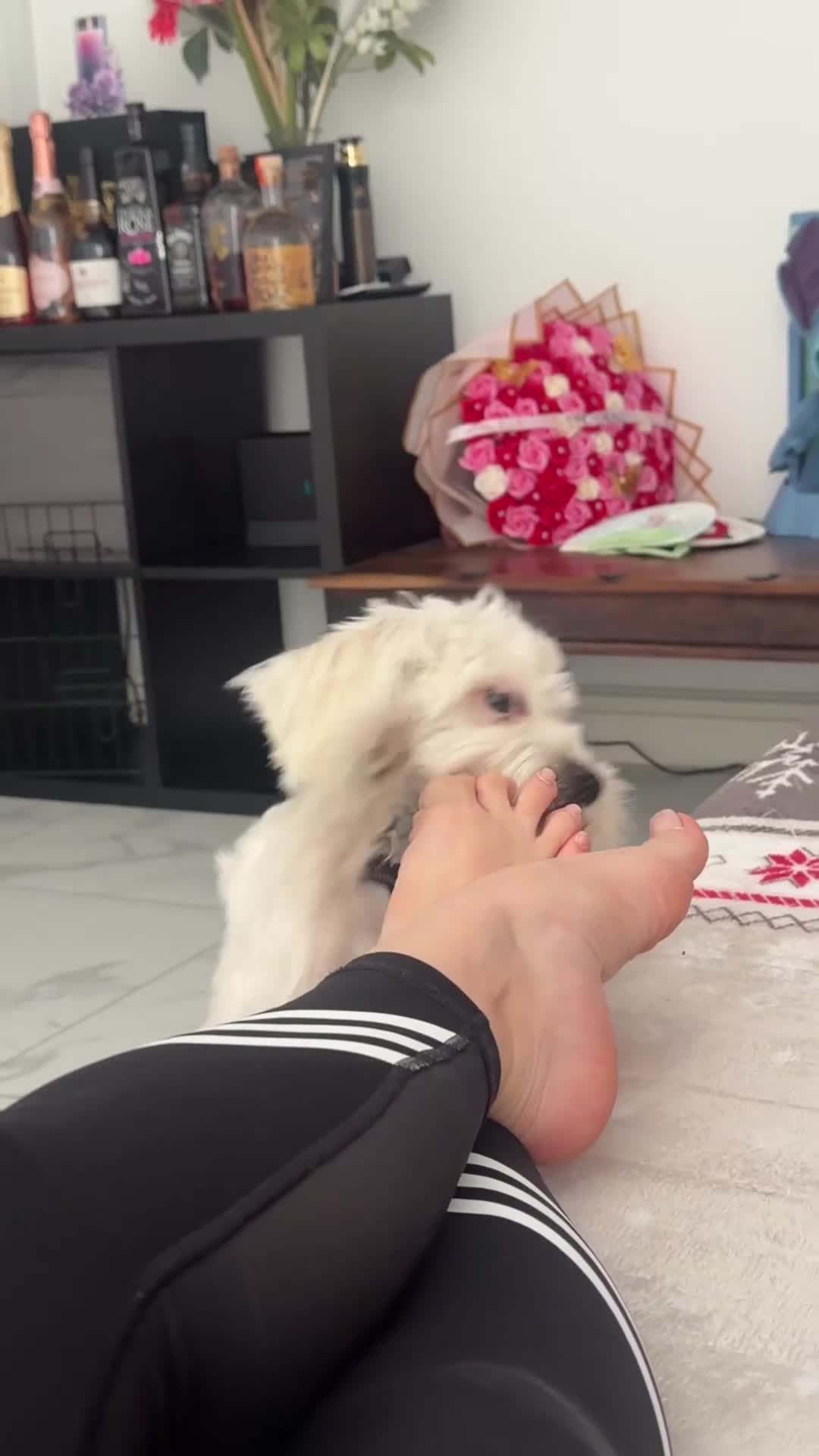 Havanese dogs for sale: Cute Bichon Puppy for Sale - Video 1