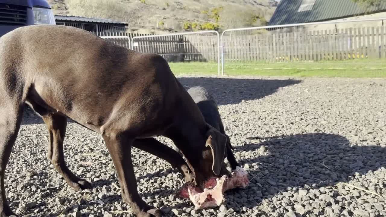 German Shorthaired Pointer dogs for adoption: Nial  - Video 1