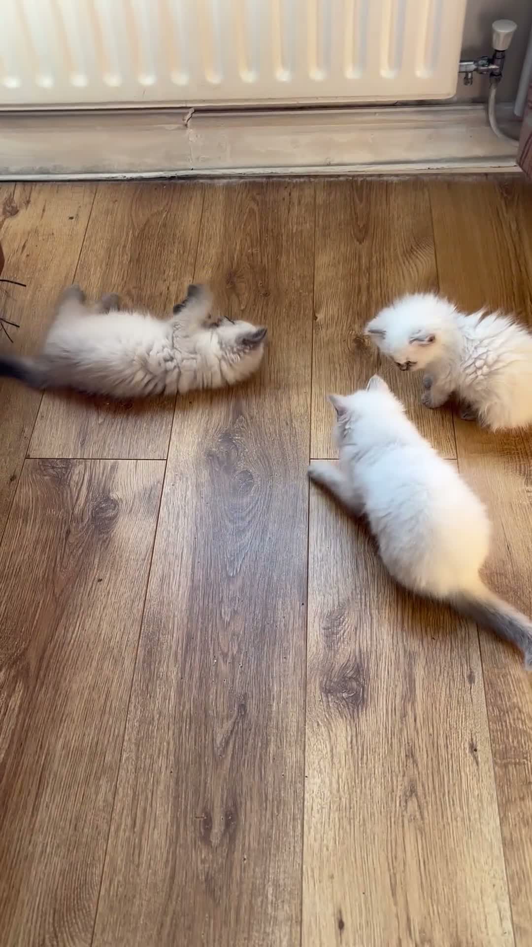 Ragdoll cats for sale: Beautiful Pure Ragdoll kittens - Video 4