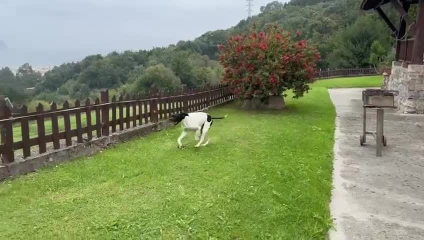 Pointer dogs for adoption: Pointer, Duke  - Video 1