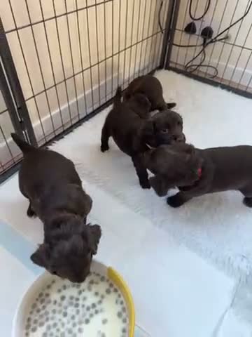 Cocker Spaniel dogs for sale: KC Registered Working Cocker Spaniel Puppies - Video 1