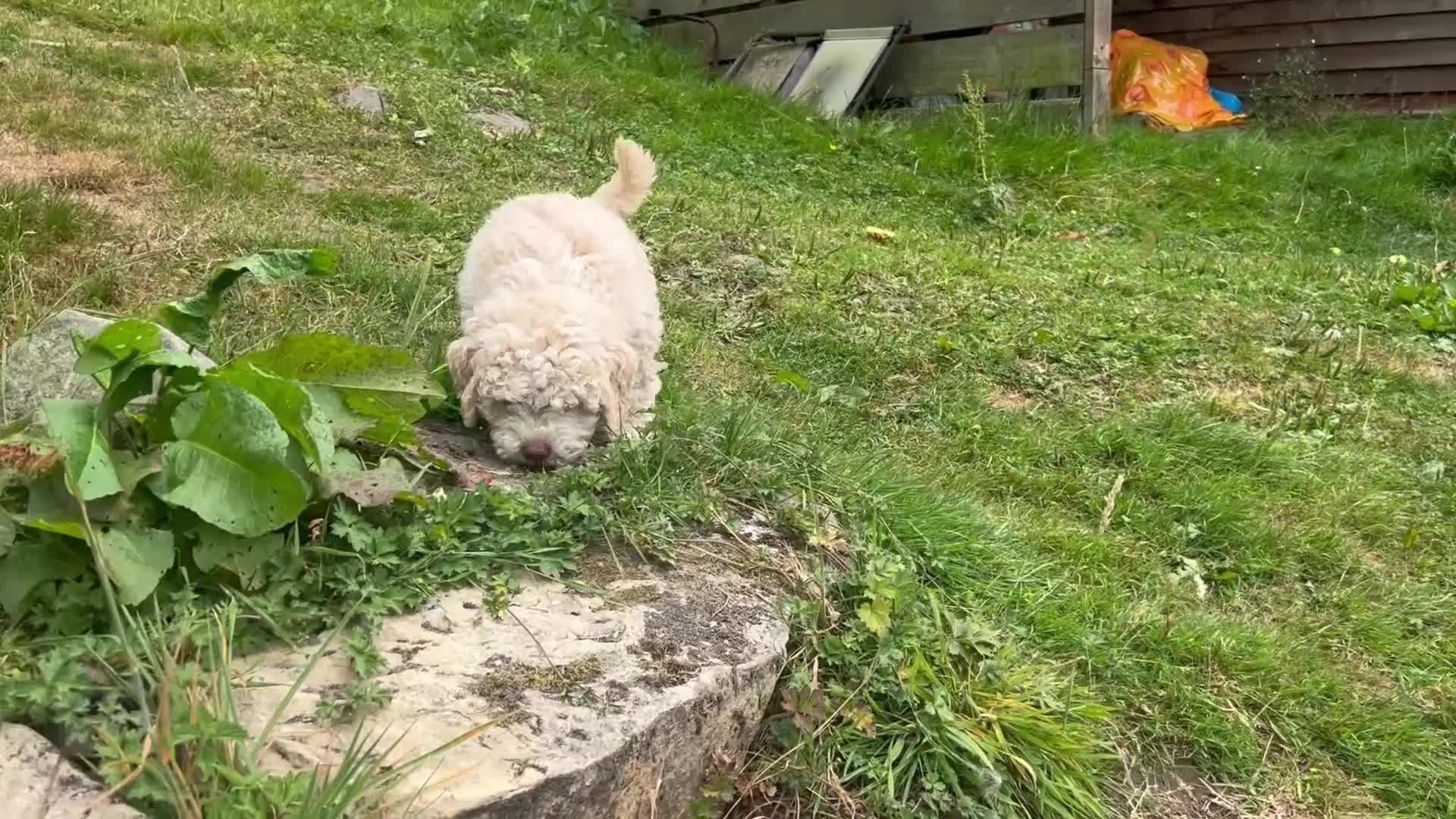 Lagotto Romagnolo dogs for sale: 1 boy left  READY NOW  - Video 1