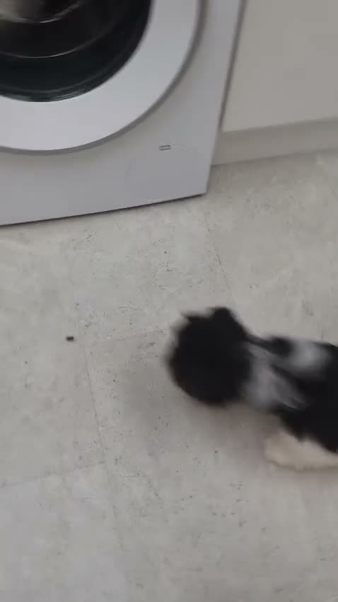 Biewer Terrier dogs for sale: Rare Larger Biewer Terrier Puppies - Video 1