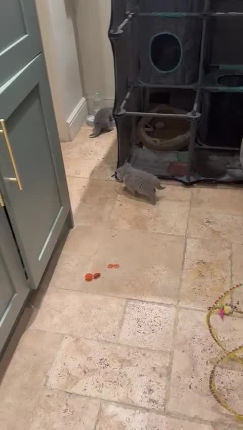 British Shorthair cats for sale: GCCF British Blue Kittens - Ready for  **   **  - Video 2