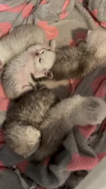 British Shorthair cats for sale: British shorthair kittens, cute and adorable  - Video 3