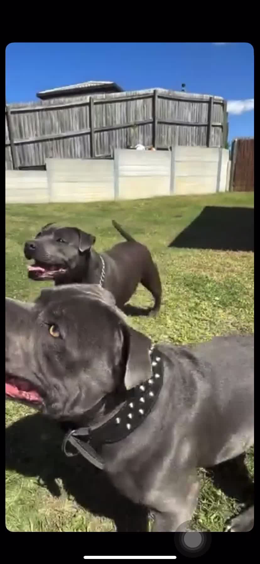 Staffordshire Bull Terrier dogs for sale: Delightful Strong Pure Staffy Bull Terrier Pups  in Doncaster - Video 1