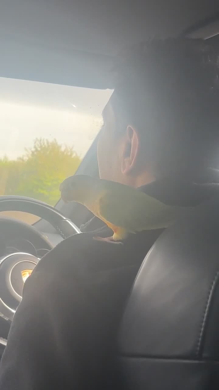 Conures birds for sale: Semi tame conures  - Video 2
