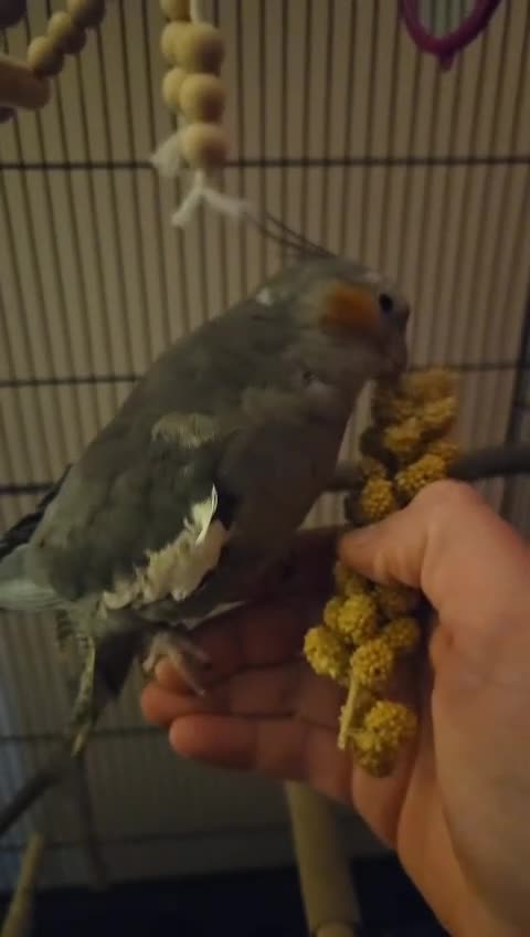 Cockatiels birds for sale: Cockatiel with cage  - Video 1
