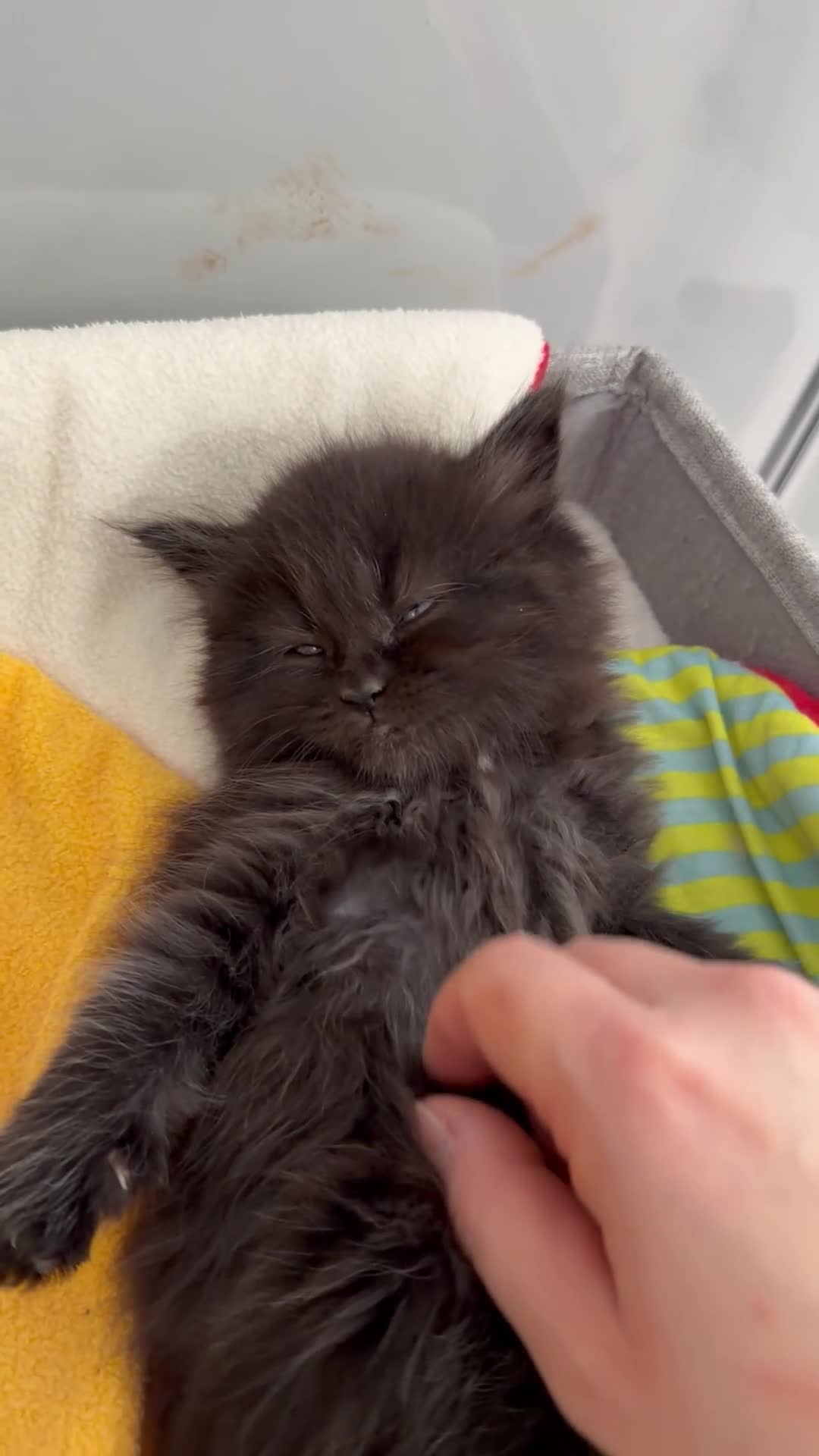 Maine Coon cats for sale: Maine coon X Siberian babies  - Video 1