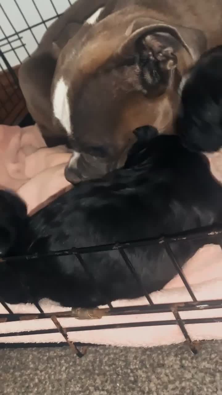 Mixed Breed dogs for sale: Cocker bulls in Peterlee - Video 1