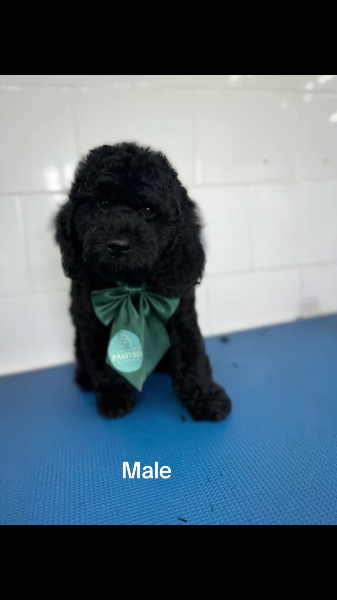 Cockapoo dogs for sale: ***Reduced*** the last 3 Cockapoo babies  in Coalville - Video 1