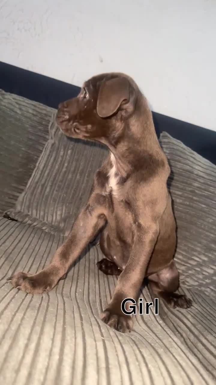 Cane Corso dogs for sale: Cane corso puppies - Video 3