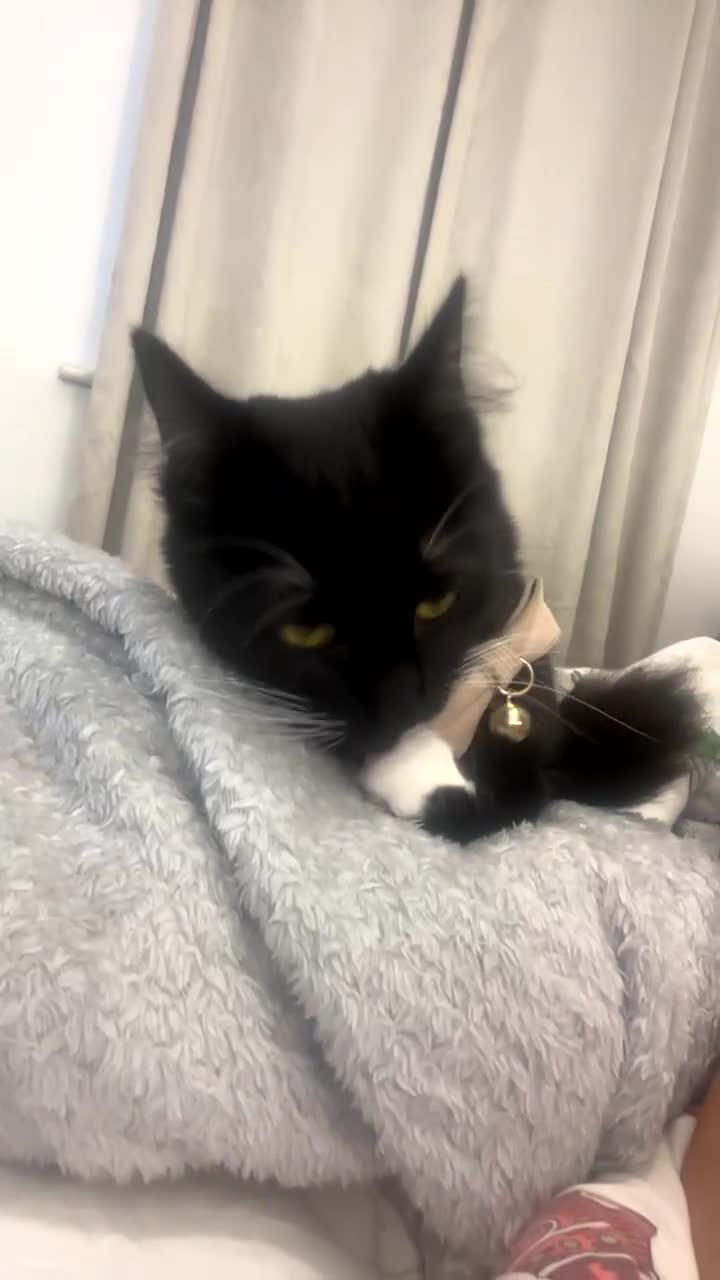 Siamese cats for sale: Female tuxedo cat - Video 2