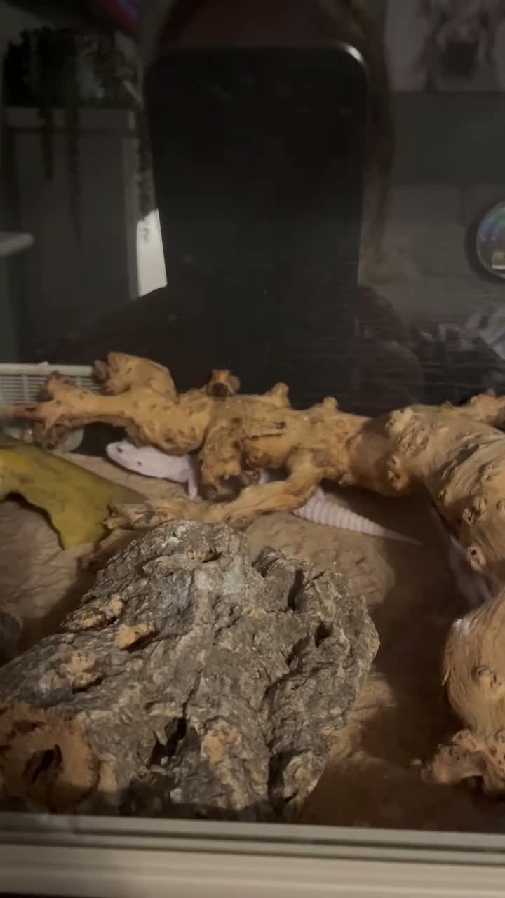 Gecko reptiles for sale: Beautiful albino leopard gecko - Video 1