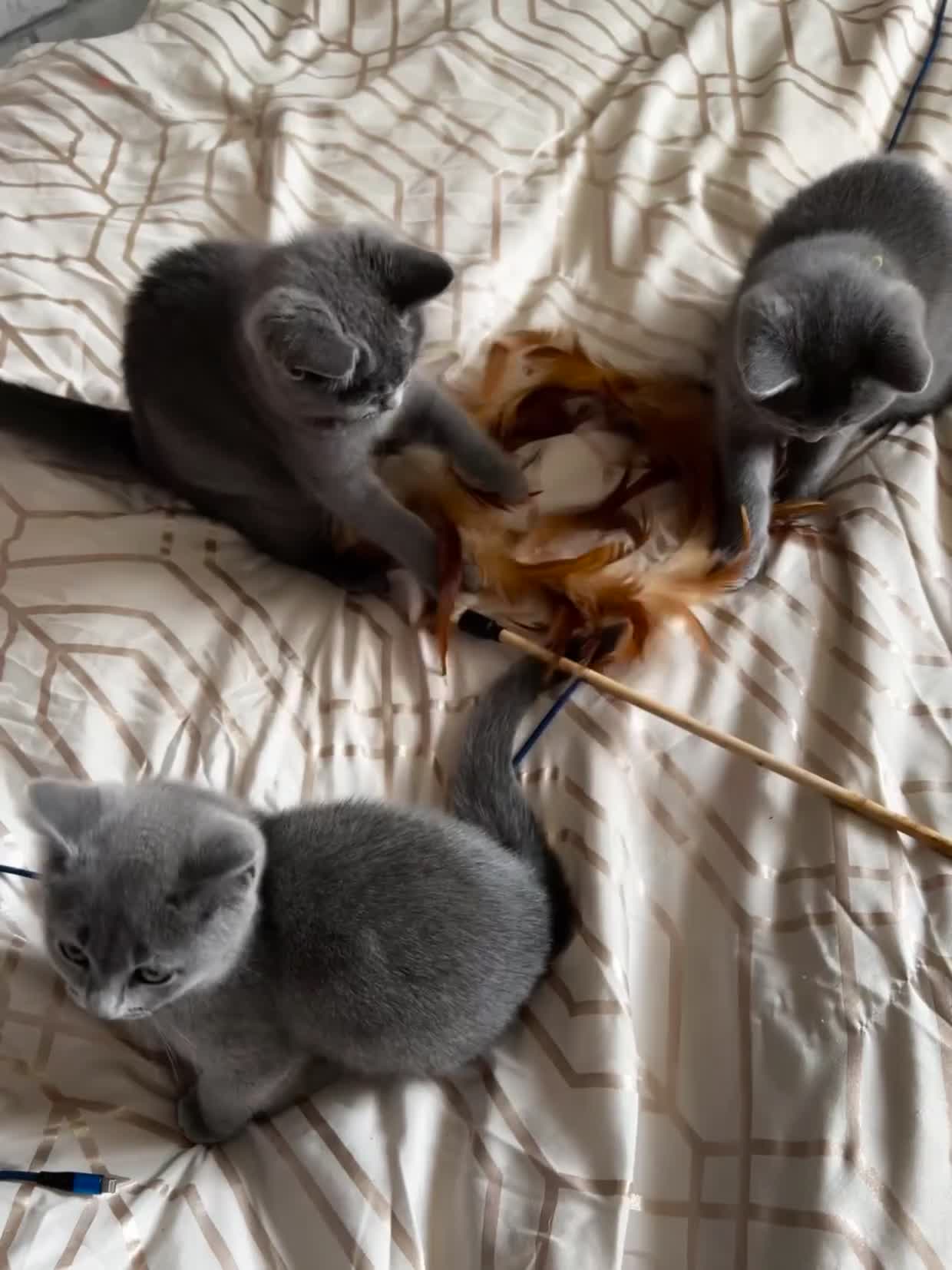 British Shorthair cats for sale: British Shorthair  - Video 1
