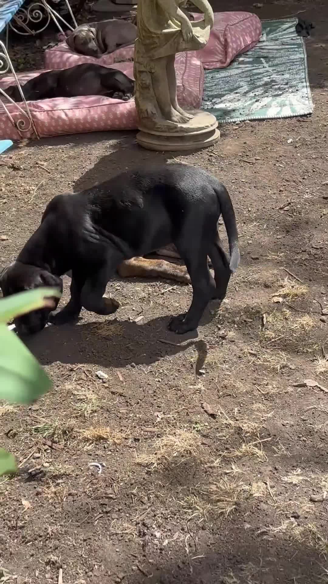 Mixed Breed dogs for sale: Beautiful Cane Corso / Bullmastiff Puppies  - Video 2