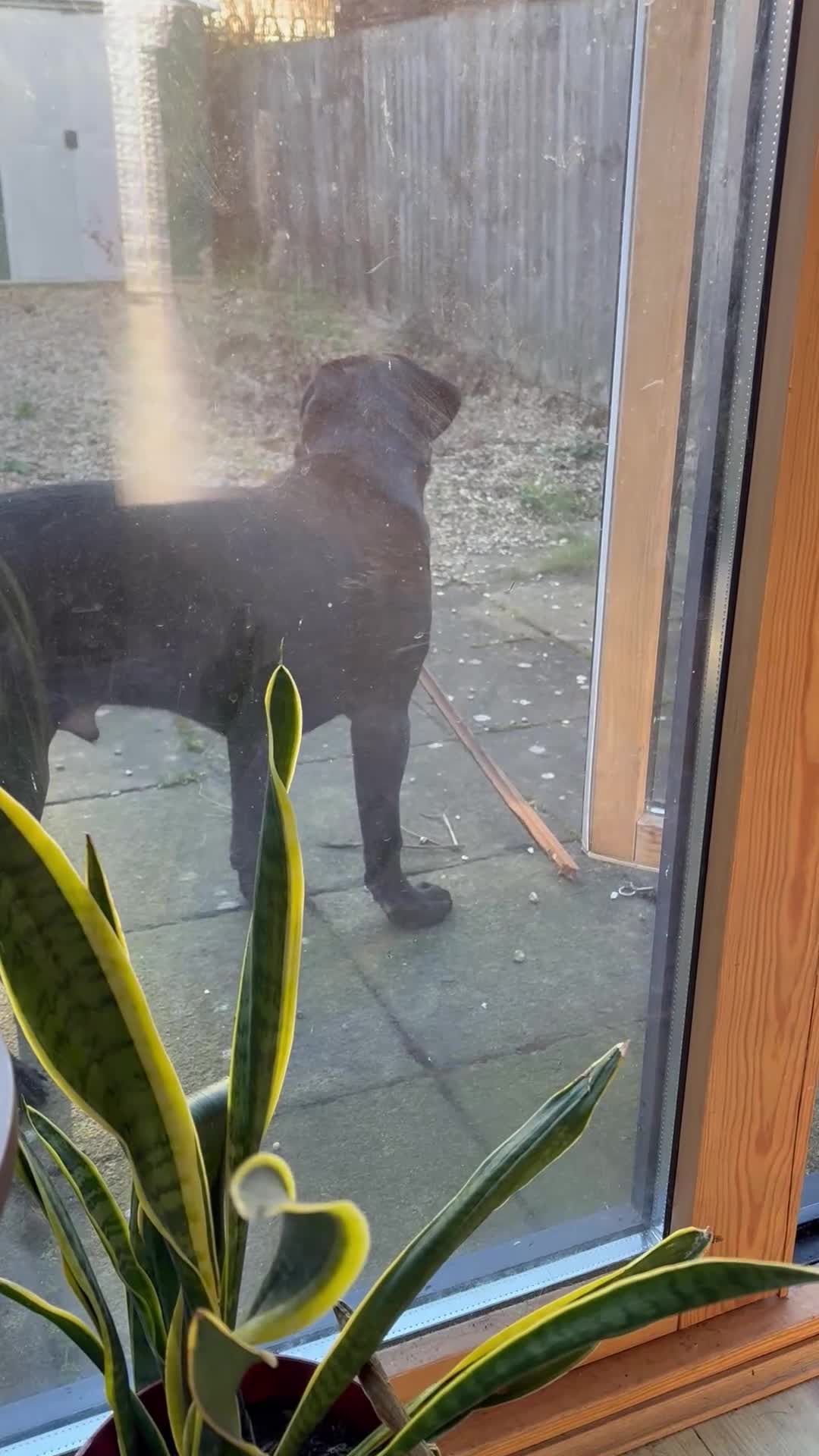 Cane Corso dogs for sale: 7 months old XL Cana Corso male in Ipswich - Video 1