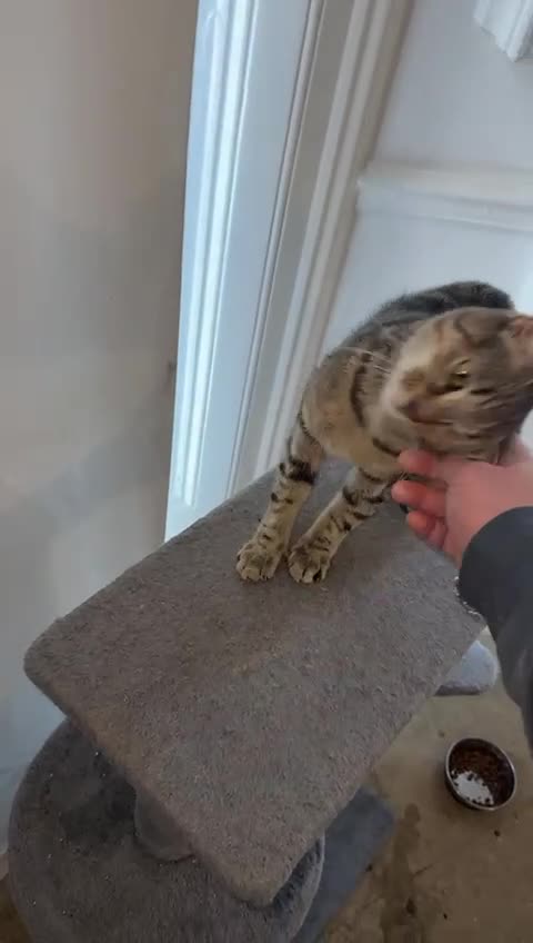 Domestic Shorthair cats for sale: Lovely Tabby Cat Looking for a Forever Home  - Video 2