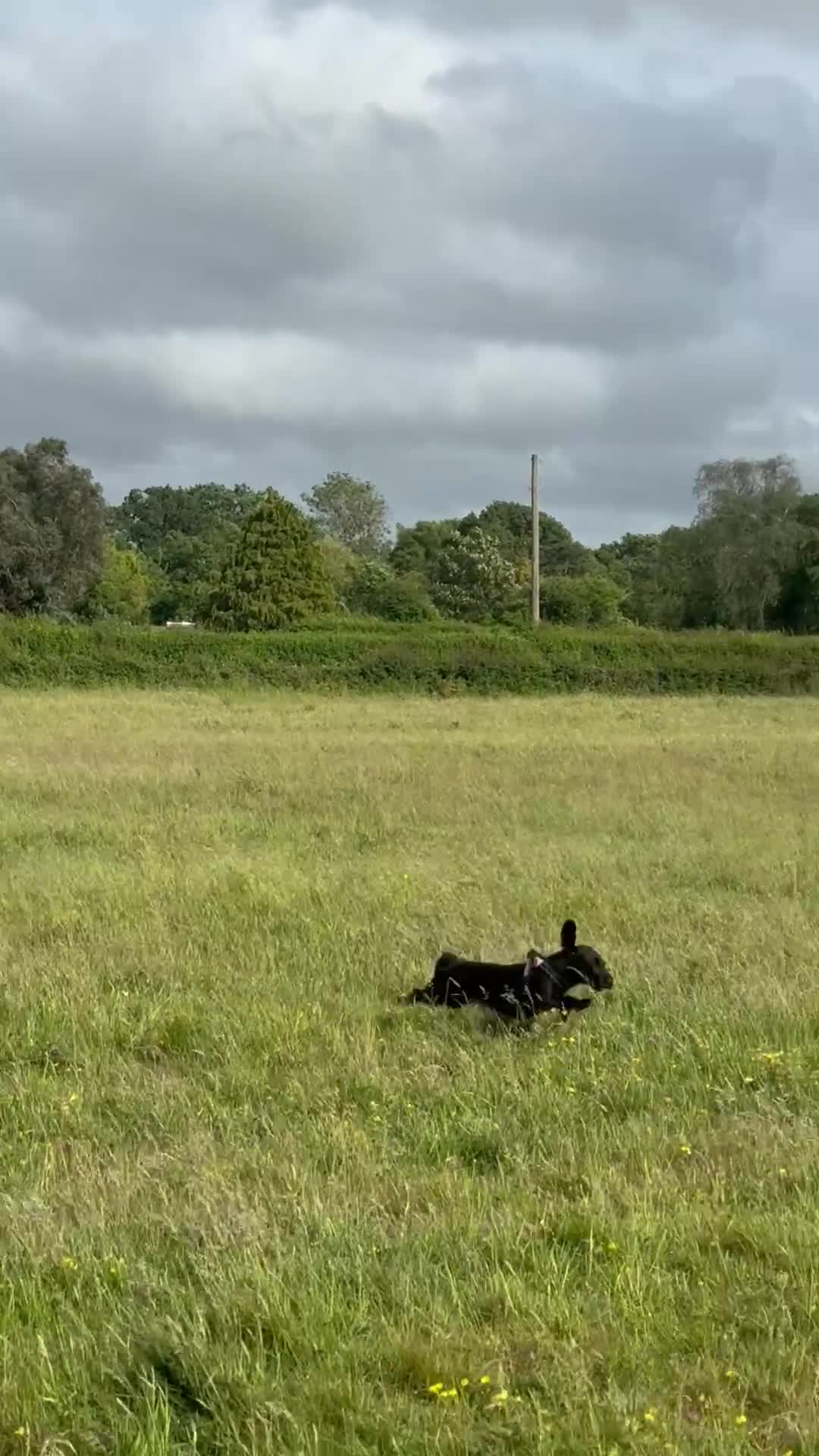 Mixed Breed dogs for sale: Doxiepoo (2yrs) and chihuahua (9months) rehoming in Ashford - Video 1