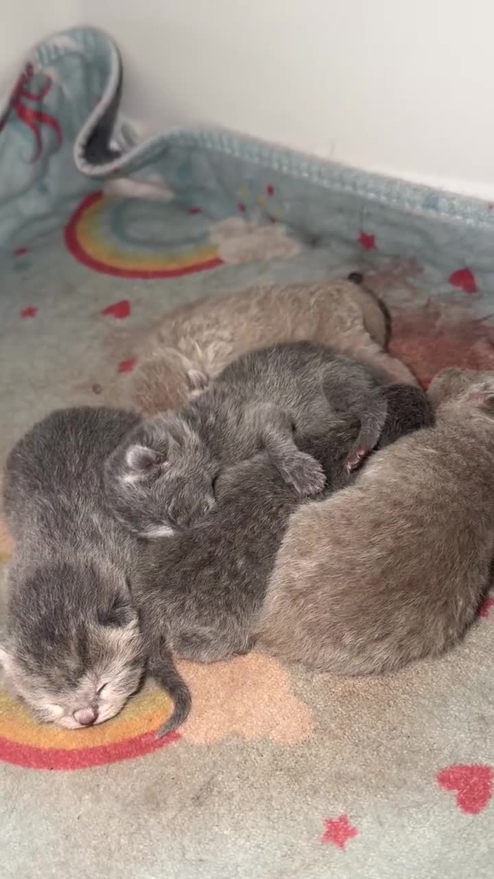British Shorthair cats for sale: 10 beautiful BSH (unknown genders) in Denbigh - Video 2