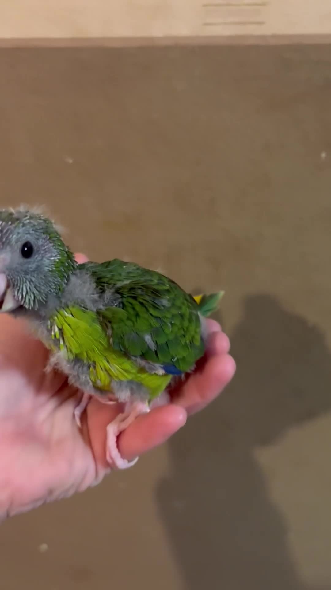 Parakeets birds for sale: Hand reared kakariki  - Video 3