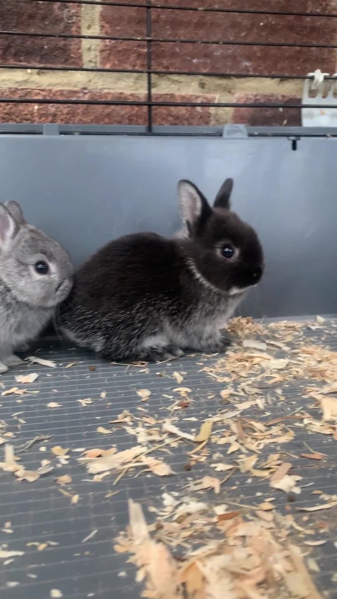 Netherland Dwarf rabbits for sale: Gorgeous Netherland Dwarf Rabbits - Available now - Video 1