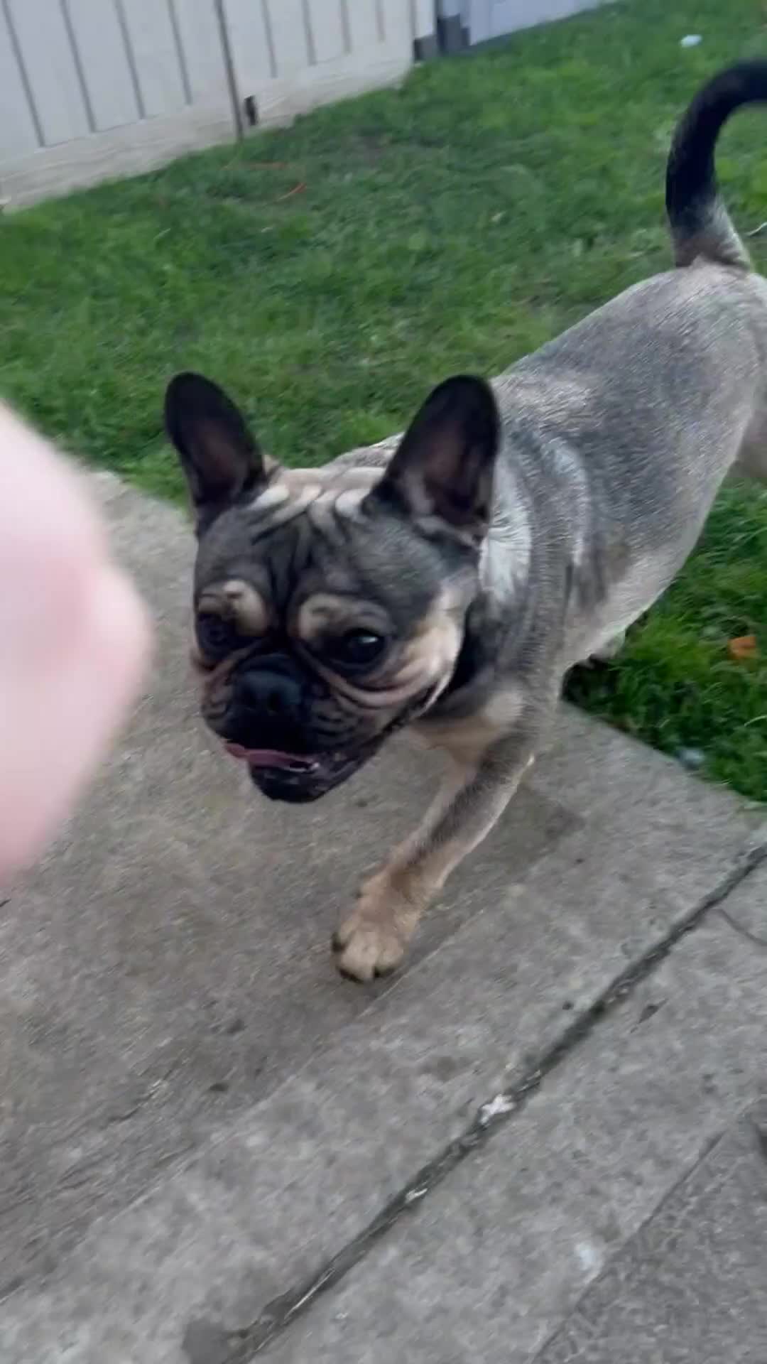 Frug dogs for sale: Tommy the Frug - Video 1