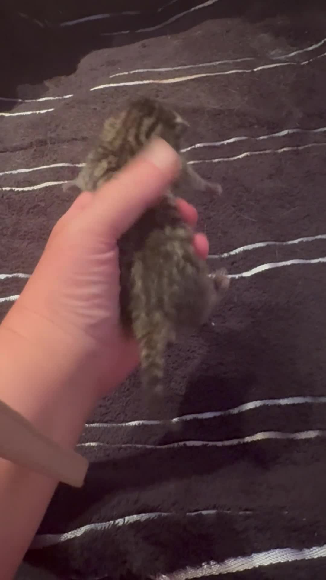 Mixed Breed cats for sale: Stunning  unique kittens  - Video 4
