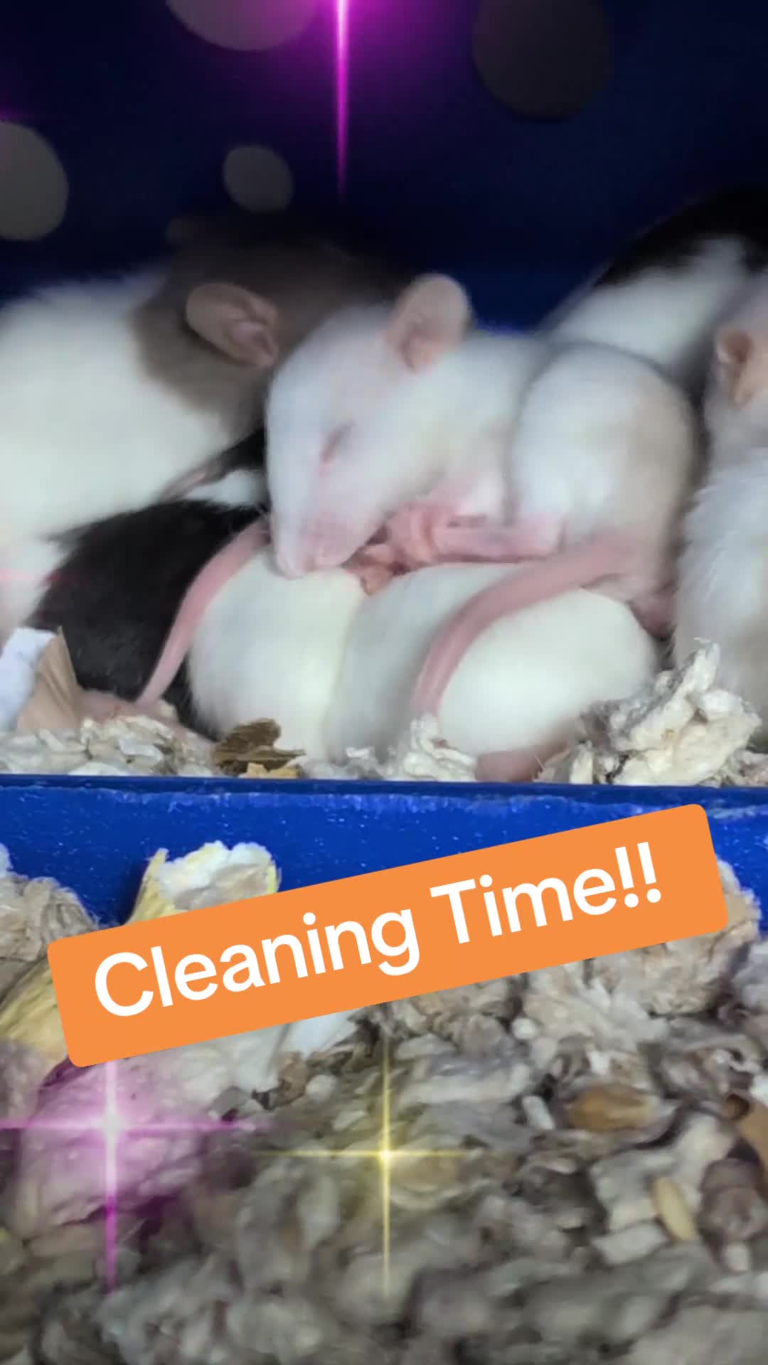 Rat rodents for sale: Adorable Baby Rats, ready from 16 January. - Video 3