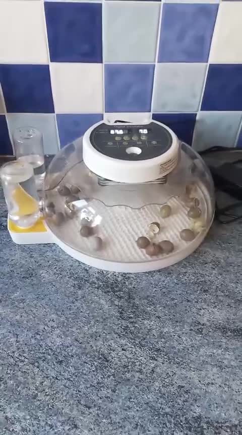 Quail poultry for sale: For hatching Chinese painted quail eggs button x12 in Leeds - Video 1