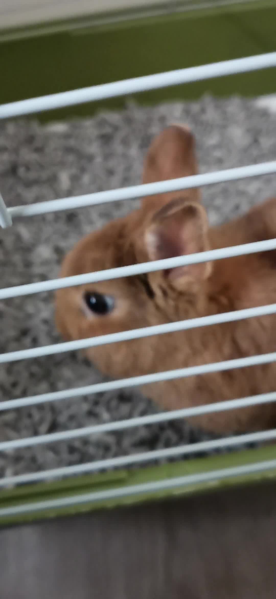 Netherland Dwarf rabbits for sale: Unique, Rare Red Fox Rabbit for sale - Video 4