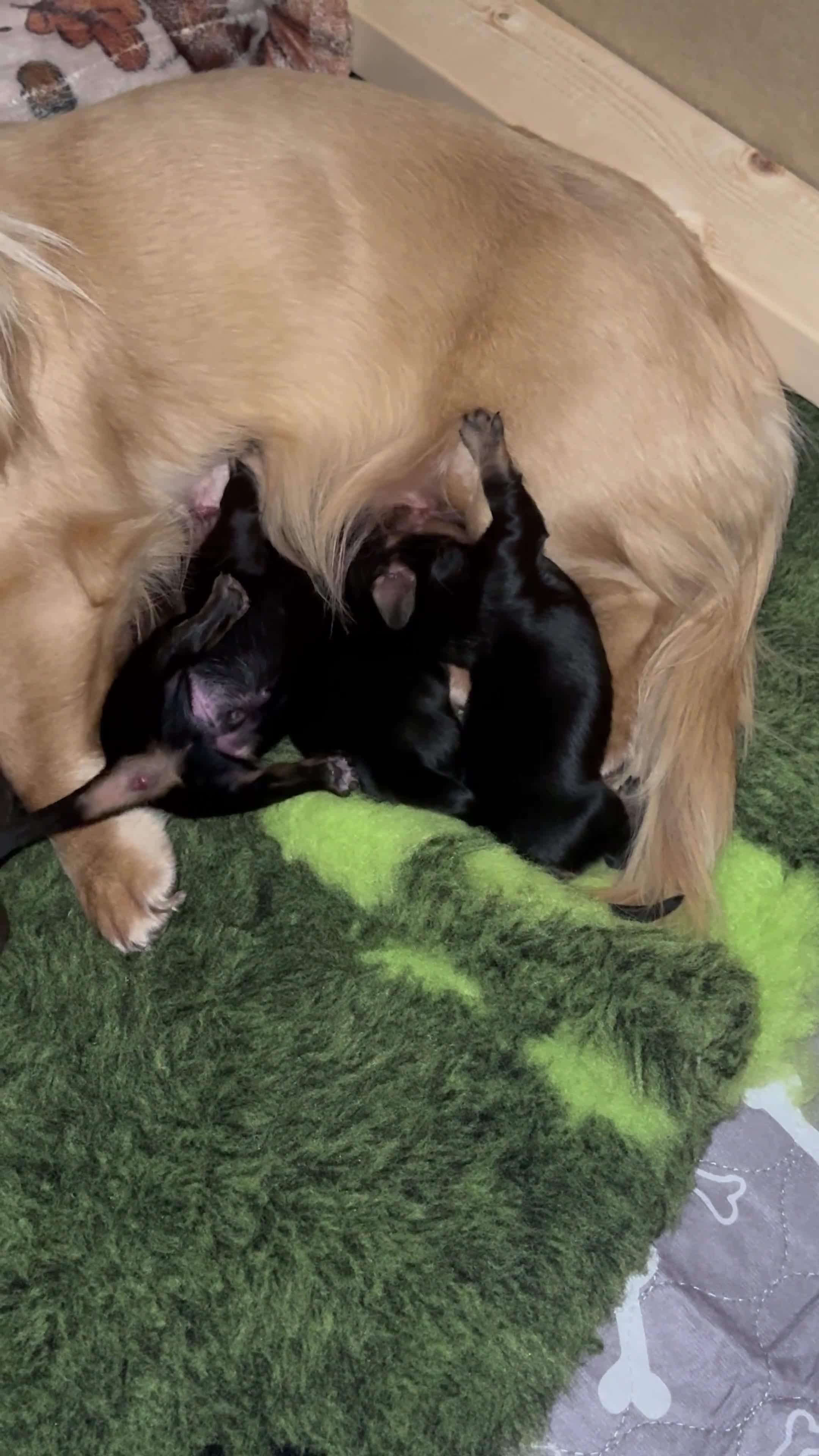 Miniature Dachshund dogs for sale: KC reg long haired mini dachshunds  - Video 1