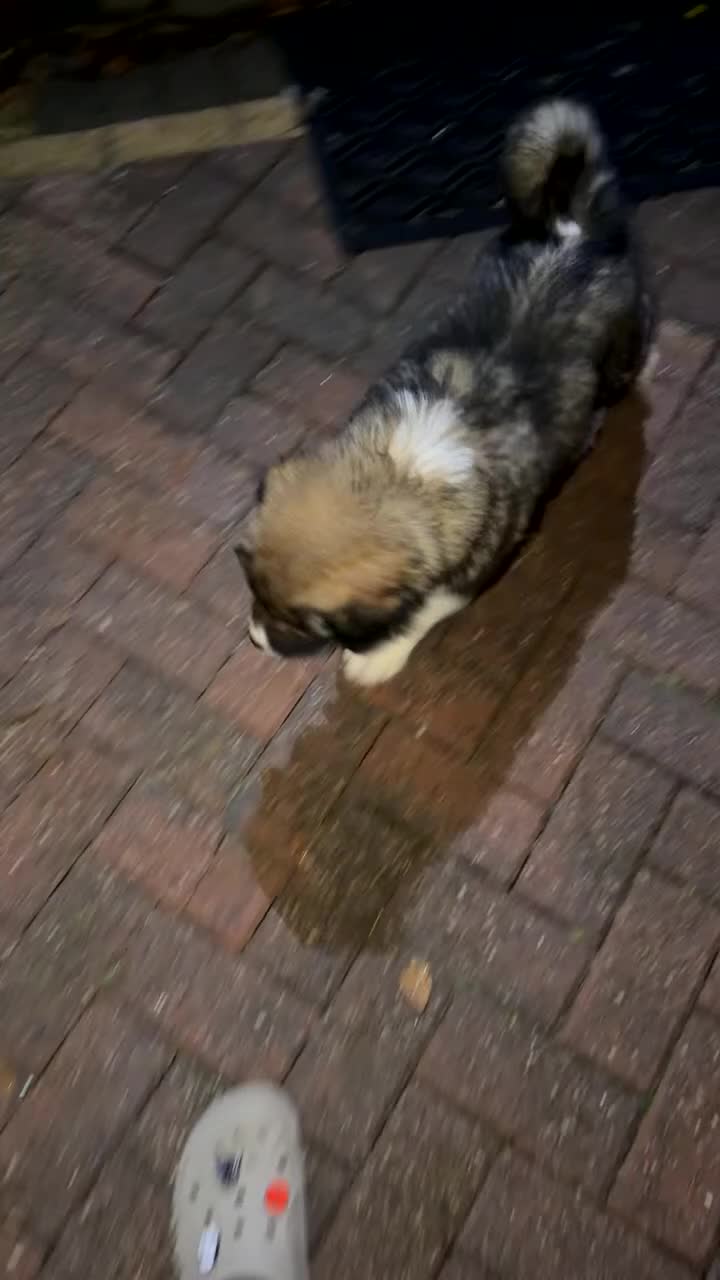 Mixed Breed dogs for sale: F1 Caucasian shepherd X American Akita  - Video 3