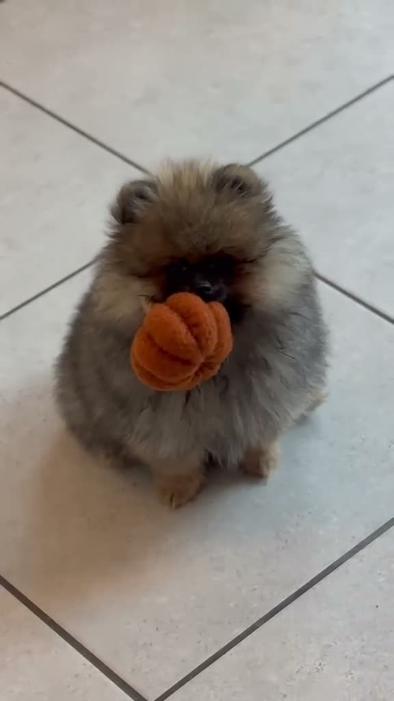 Pomeranian dogs for sale: Kc reg teddy pom  - Video 2