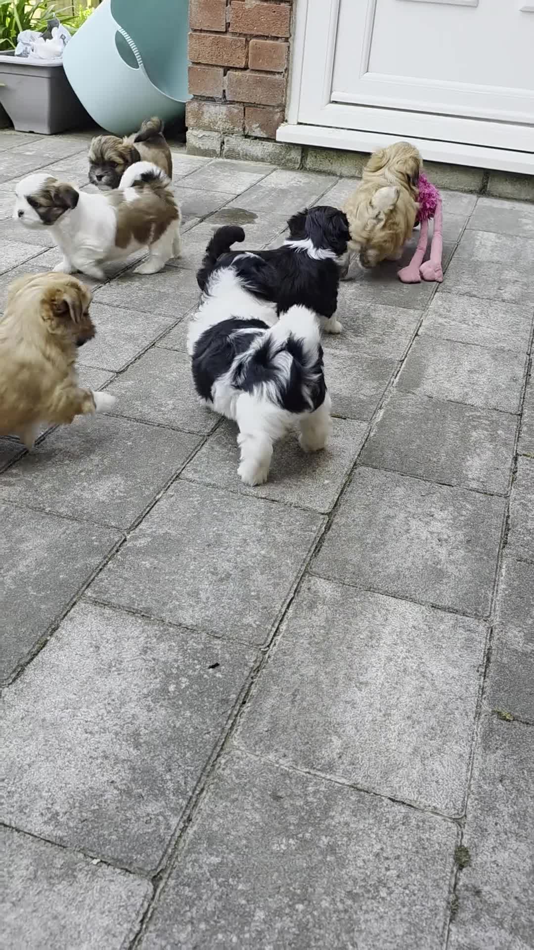 Lhasa Apso dogs for sale: Adorable Lhasa Apso puppies KC registered  - Video 1