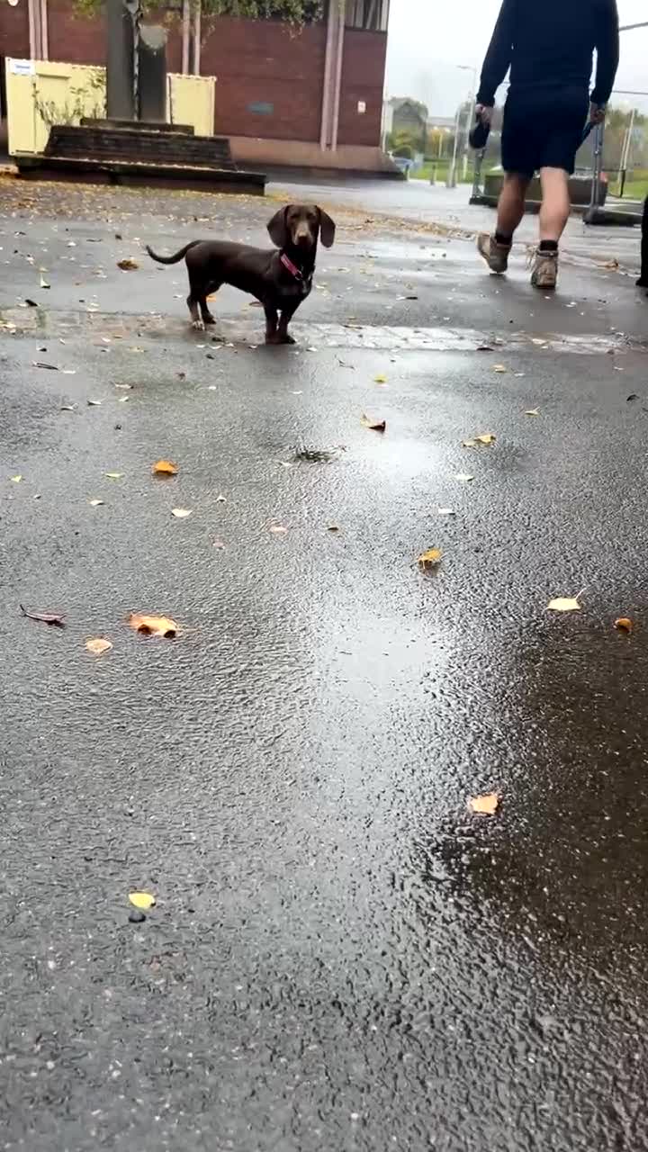 Miniature Dachshund dogs for sale: Beautiful 1yo dachshund - Video 2