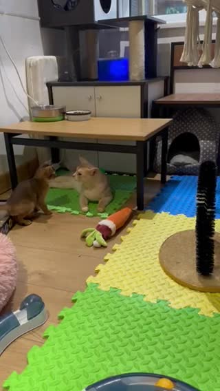 Abyssinian cats for stud: Champion lines Aby Red-Silver boy for stud in Romford - Video 1