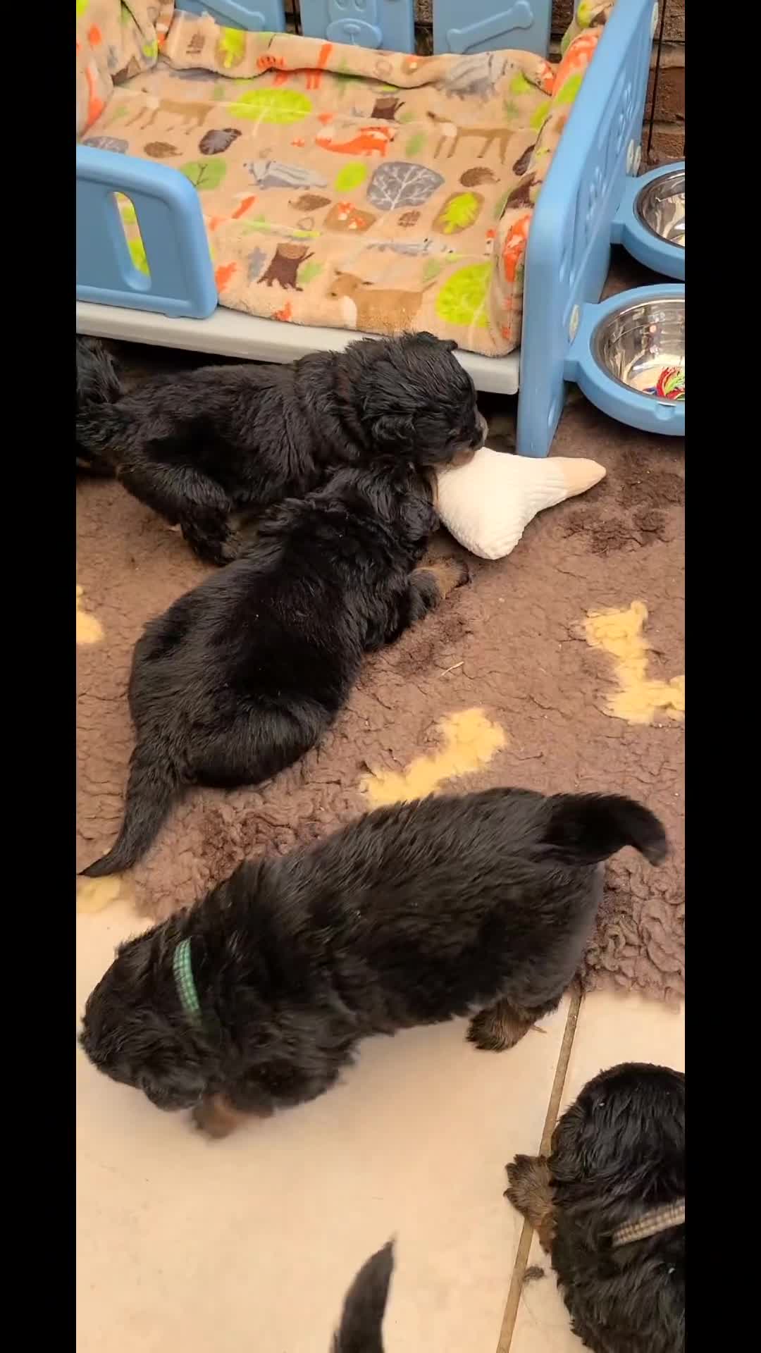 Rottweiler dogs for sale: Long Haired Fluffy Rottie Pups. Full Health Tested - Video 3