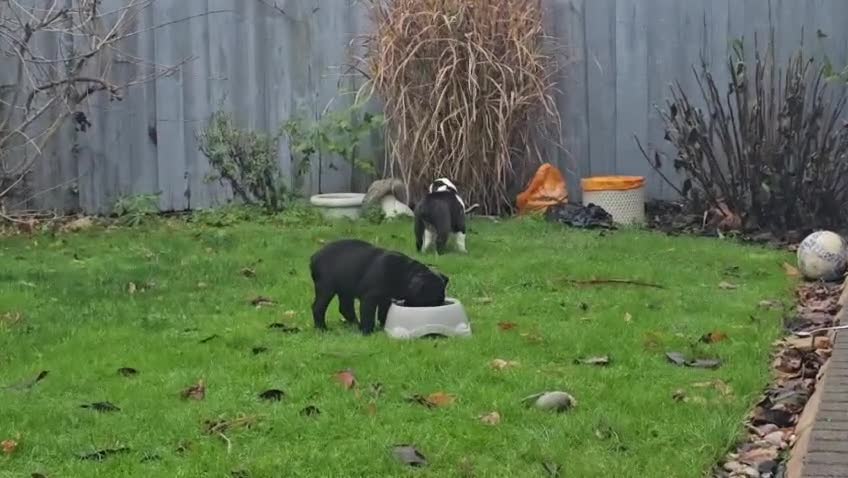 English Bulldog dogs for sale: Beautiful English buldog awaiting for new parents - Video 1