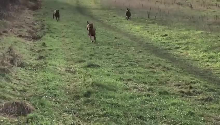 Rhodesian Ridgeback dogs for sale: Rhodesian Ridgebacks: Exceptional, 4th Generation - Video 2