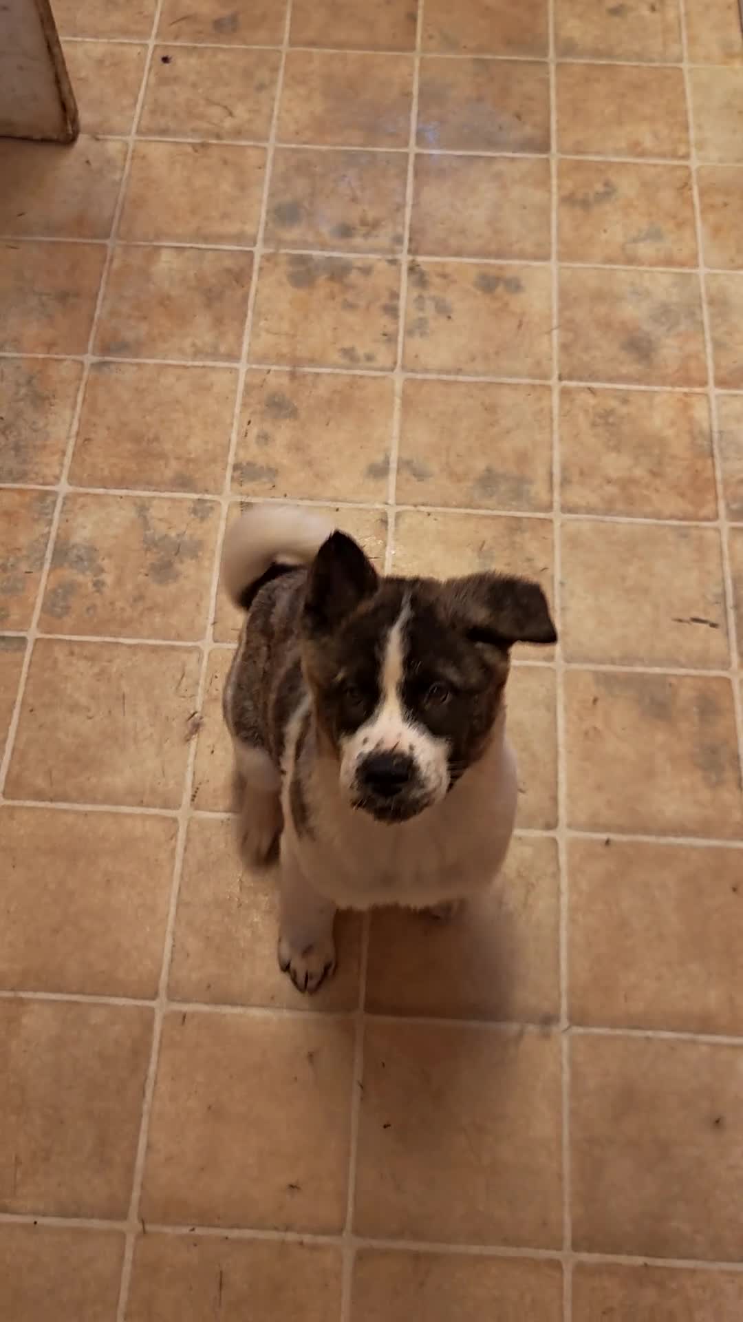 Akita dogs for sale: 2 Akita puppys ready to leave now  - Video 1