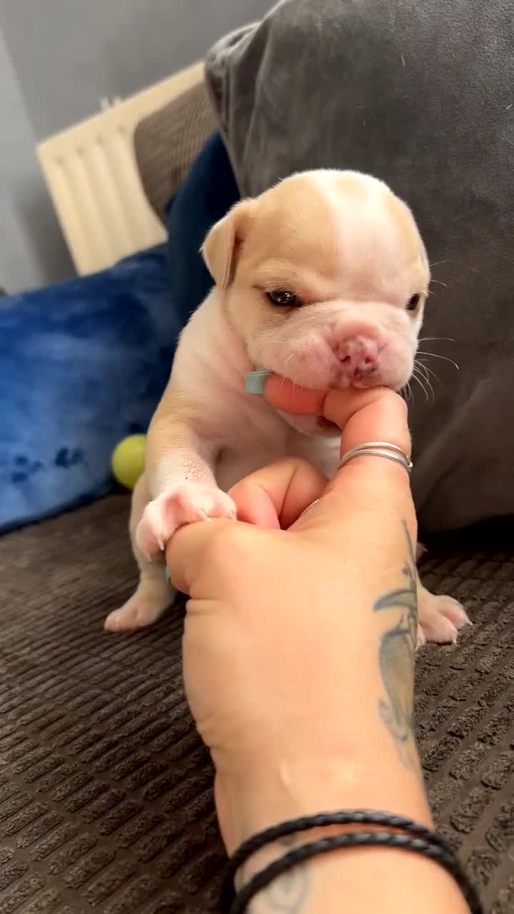 Olde English Bulldogge dogs for sale: MUST SEE OLDE ENGLISH PUPPIES!!  - Video 1