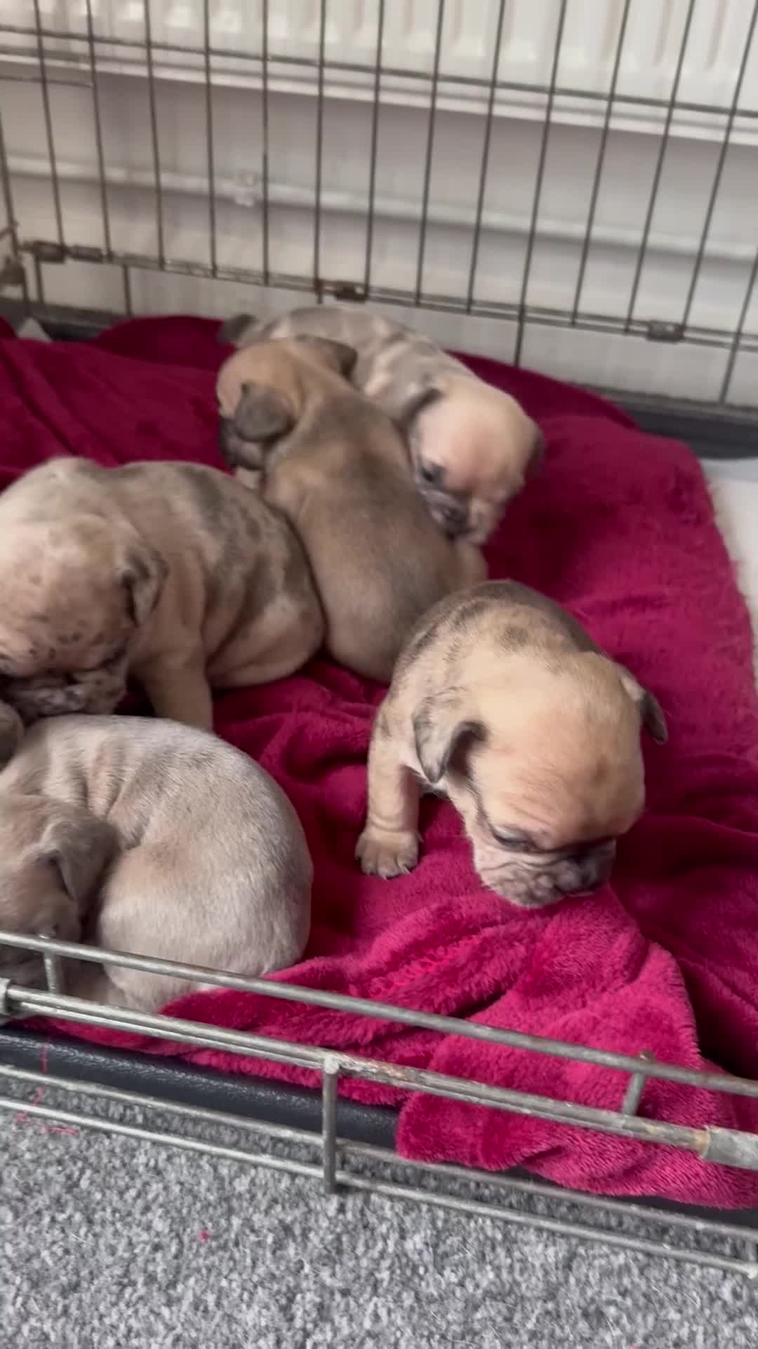 French Bulldog dogs for sale: Litter of mixed colour French bulldog puppies  - Video 1