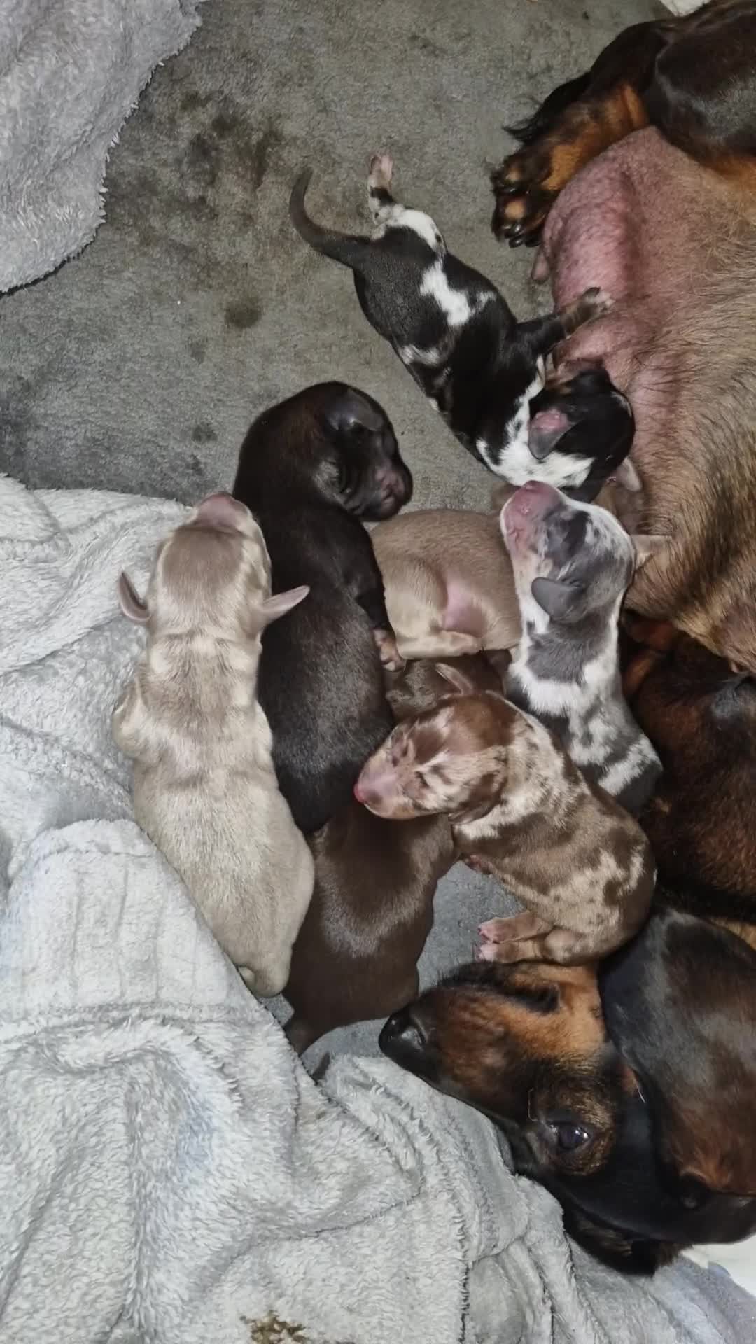 Dachshund dogs for sale: 7 beautiful dachshunds puppys - Video 1