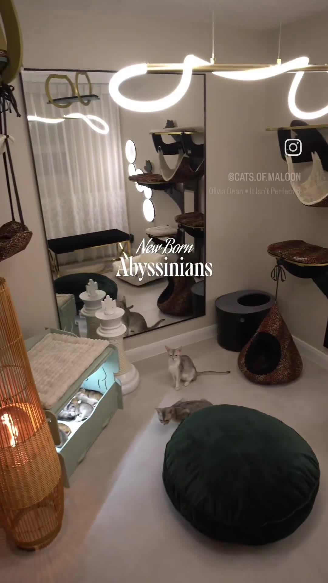 Abyssinian cats for sale: Ruddy Abyssinians Kittens-Outstanding Pedigree  - Video 1